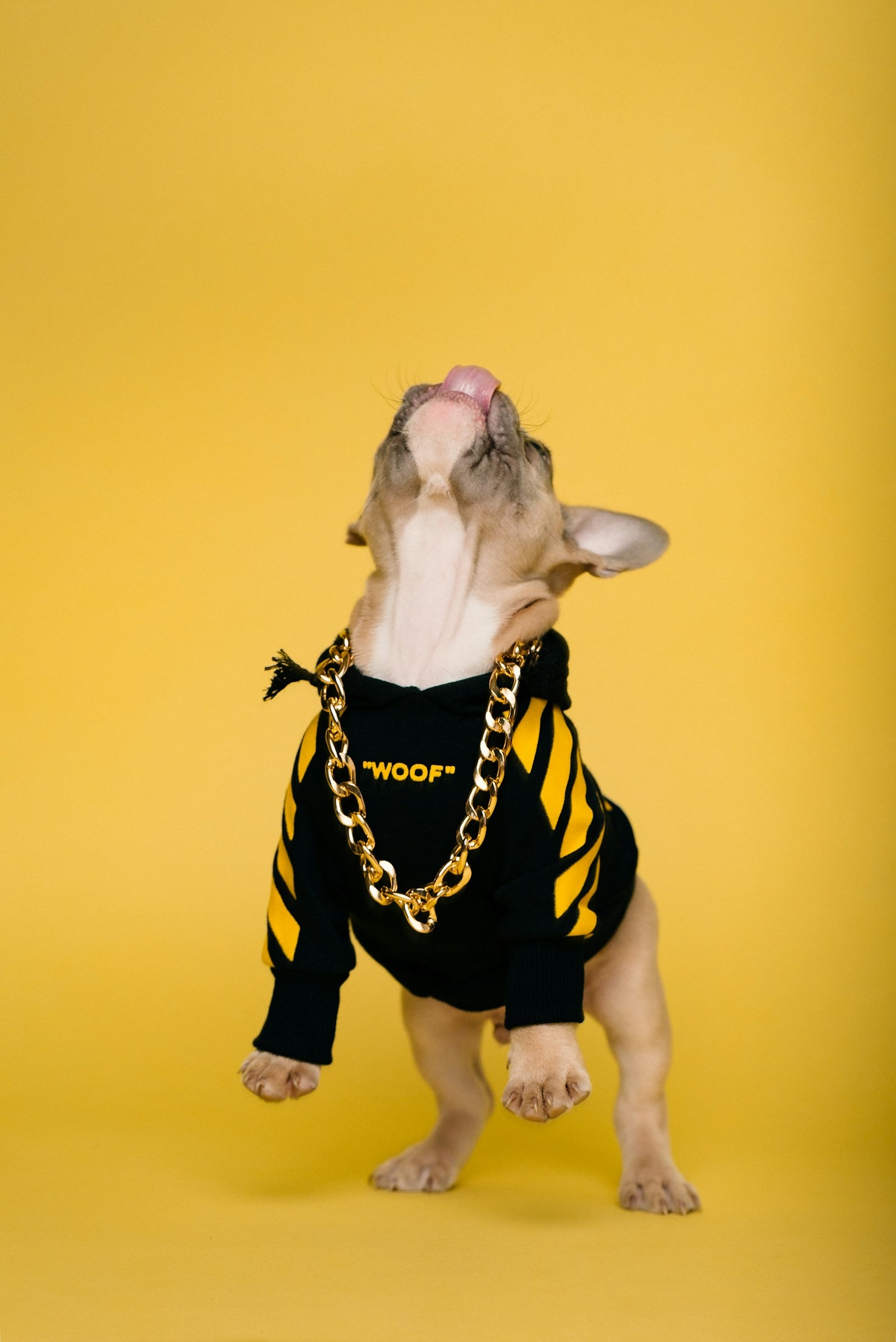 Tendencias en moda y estilo para mascotas en 2023